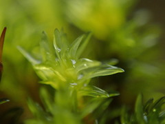 Racomitrium ryszardii