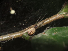 Prosoponoides sinense