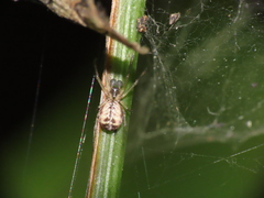 Prosoponoides sinense