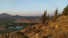 Trichocereus chiloensis chiloensis