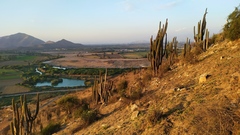 Trichocereus chiloensis chiloensis