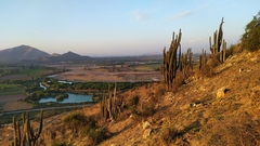 Trichocereus chiloensis chiloensis