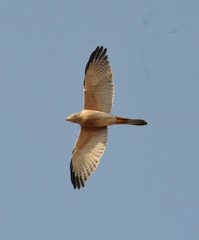 Accipiter badius