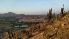 Trichocereus chiloensis chiloensis