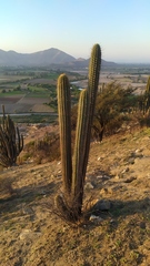 Trichocereus chiloensis chiloensis
