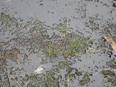 Sarmentypnum exannulatum