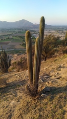 Trichocereus chiloensis chiloensis