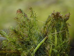 Sarmentypnum exannulatum