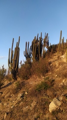 Trichocereus chiloensis chiloensis