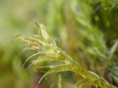 Sarmentypnum exannulatum