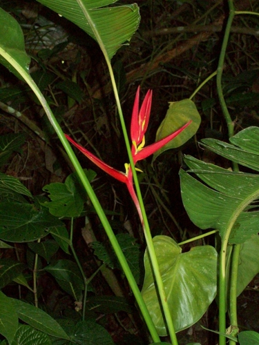 Heliconia schiedeana (Heliconia schiedeana)
