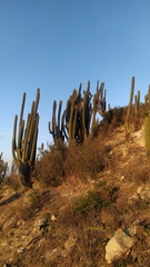 Trichocereus chiloensis chiloensis