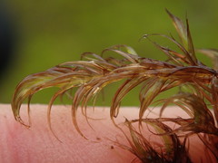 Sarmentypnum exannulatum