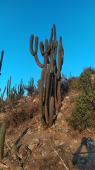 Trichocereus chiloensis chiloensis