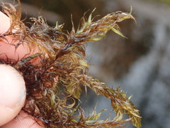 Sarmentypnum exannulatum