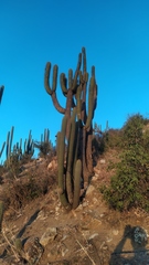 Trichocereus chiloensis chiloensis