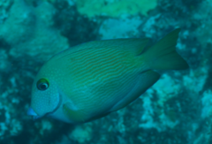 Ctenochaetus cyanocheilus