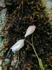 Orchidioides