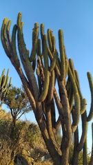 Trichocereus chiloensis chiloensis