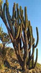 Trichocereus chiloensis chiloensis