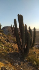 Trichocereus chiloensis chiloensis