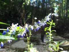 Salvia xalapensis
