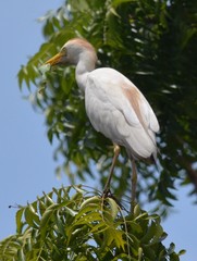 Bubulcus ibis