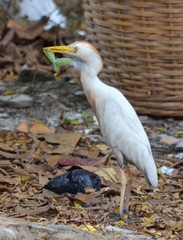 Bubulcus ibis