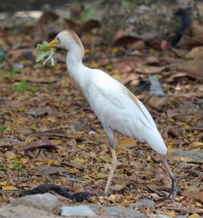 Bubulcus ibis