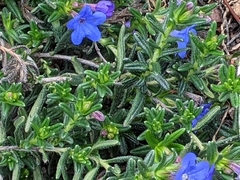 Lithodora