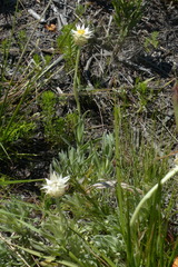 Syncarpha speciosissima angustifolia