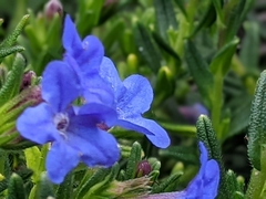 Lithodora