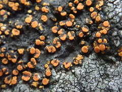Polycauliona luteominia