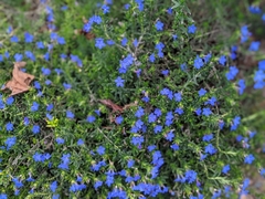 Lithodora