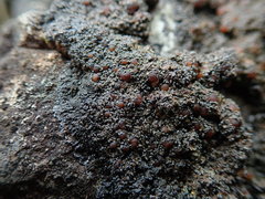 Fuscopannaria maritima