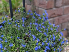 Lithodora