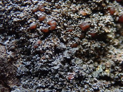 Fuscopannaria maritima