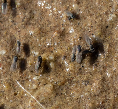 Ephydra