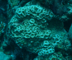 Acanthastrea