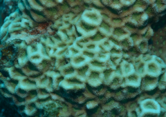 Acanthastrea