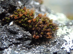 Schistidium maritimum