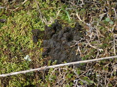 Gloeocapsopsis magma