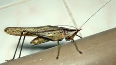 Neoconocephalus truncatirostris