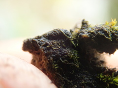 Gloeocapsopsis magma