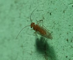 Lachesillidae