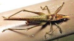 Neoconocephalus truncatirostris