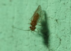 Lachesillidae