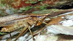 Neoconocephalus truncatirostris