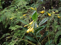 Lisianthius jefensis