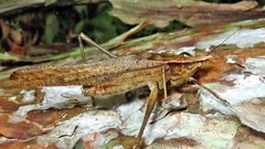 Neoconocephalus truncatirostris